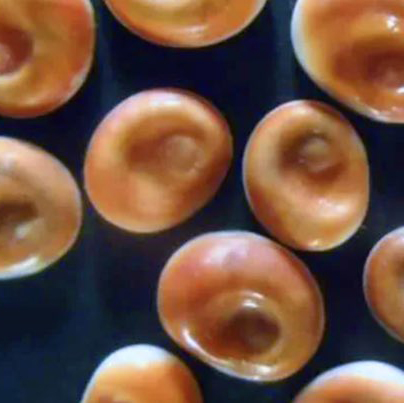 Amuleto natural Ojo de Santa Lucía